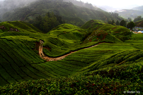 Cameron Highlands Maleisië