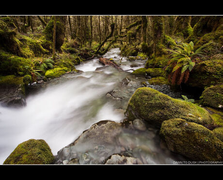 Upper Capples Track Creek