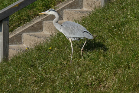 P1380117 reiger gaat traplopen maasdijk 13 mrt 2016