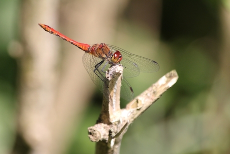 De Vuurrode Heide Libel