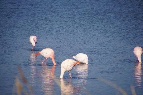 zoekende flamingo's 