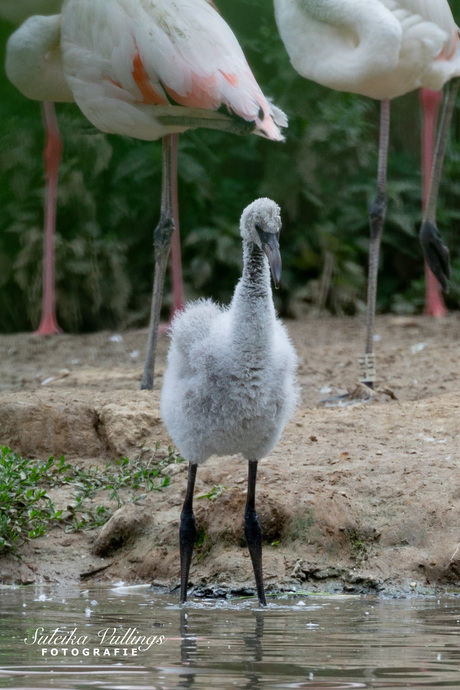 Flamingo jong