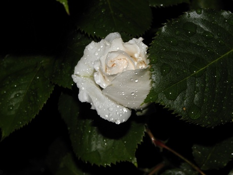 Night Rose 2