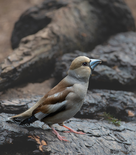 Appelvink 