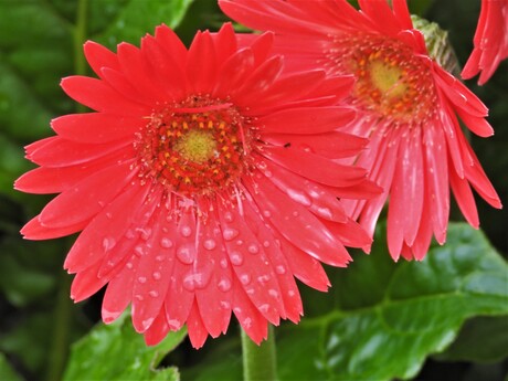  Bloemen in de tuin