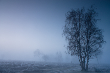 Mist in de Westerheide