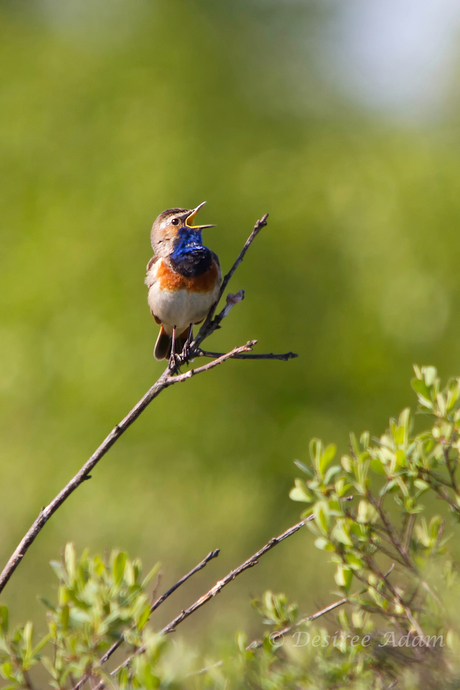 Blauwborst