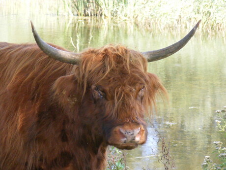 Schotse hooglander