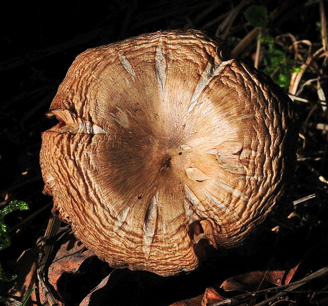 Herfst komt onvermijdelijk
