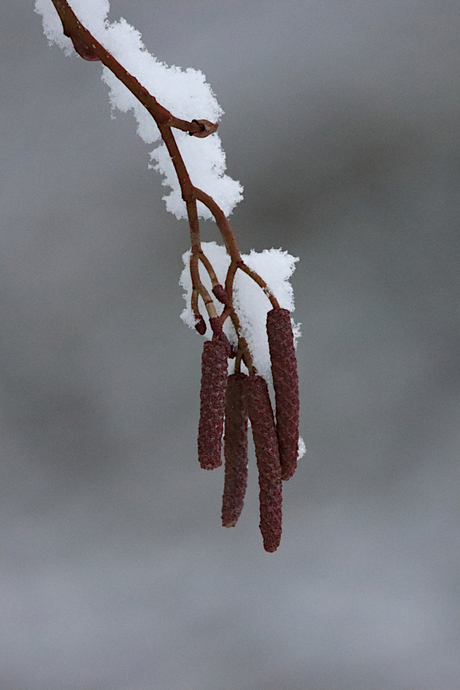 winterweer