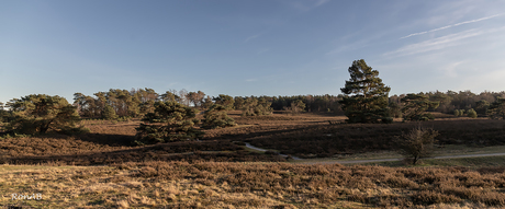 Zondagmiddagwandeling op de Brunssummerheide