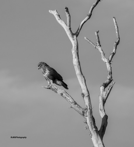 De buizerd.