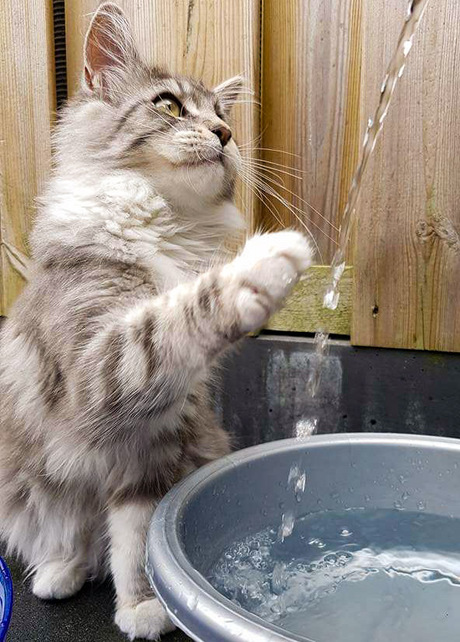Dol op water 