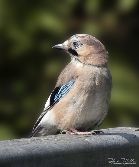 Gaai - Jay (Garrulus glandarius)