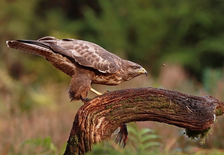 Buizerd