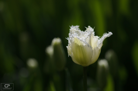 Witte stekeltulp