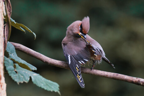 Pestvogel -  2