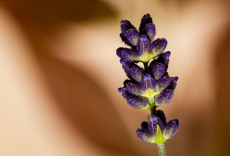 Lavendel