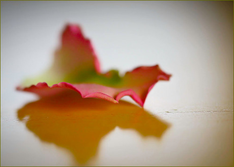 dit blad............................