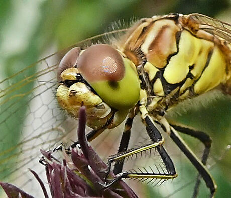 Libelle Close-up