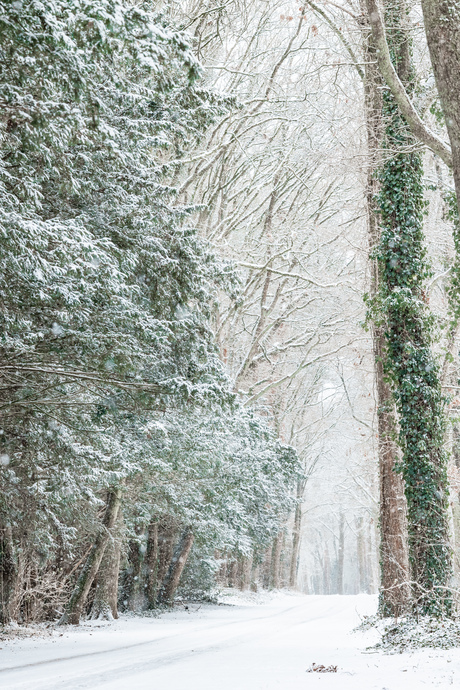 Winterwonderland in Nederland 