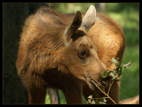 Eland in Skansen