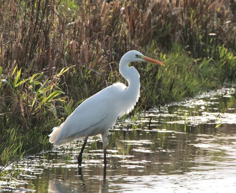Grote witte reiger