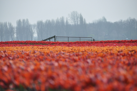 Tulpen