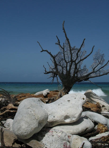 op het strand van Bonaire