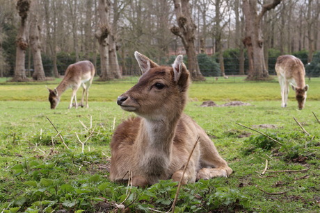 Drie herten