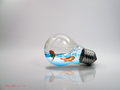 visjes gevangen in de lamp