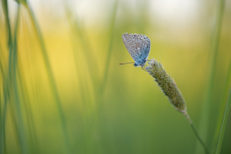 Icarusblauwtje in de avond