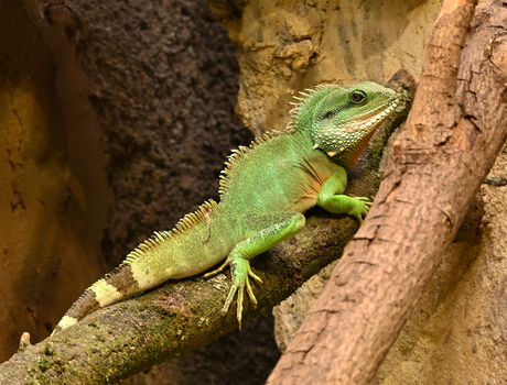 Aziatische waterdraak