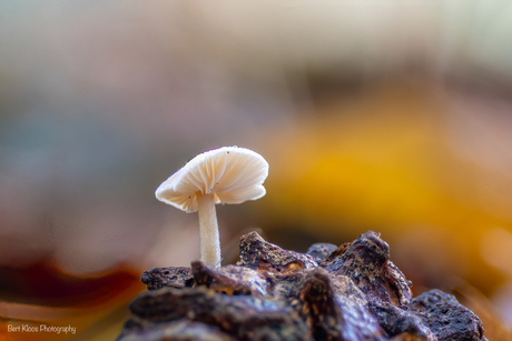 Piepklein paddenstoeltje op dennenappel…