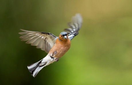 Vink