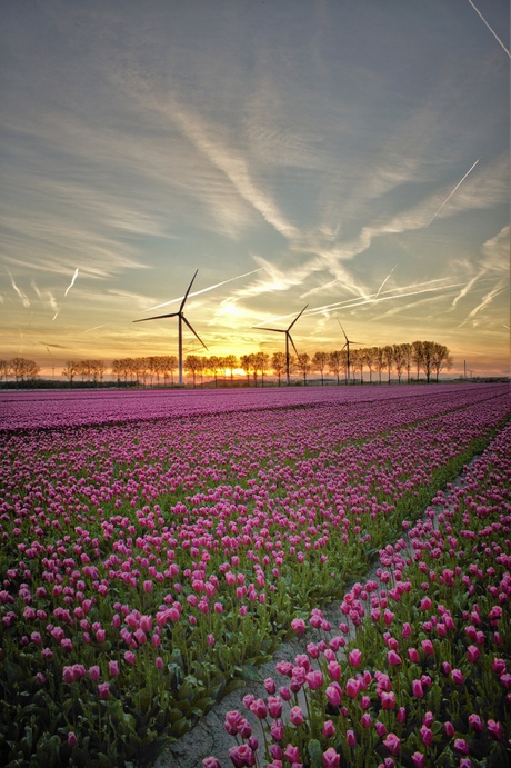 Tulpenvelden met zonsondergang 