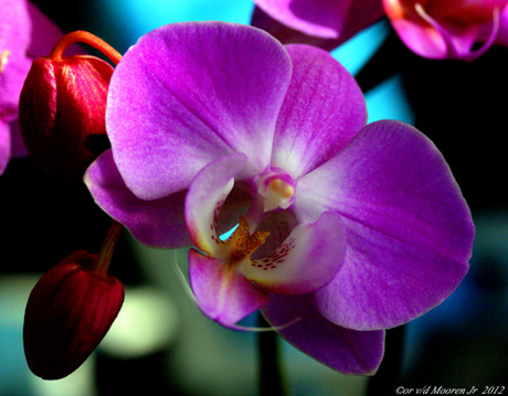 Is de Orchidee de plant van het jaar ?