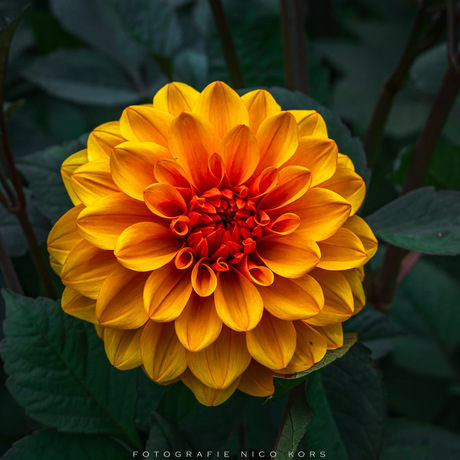 dahlia