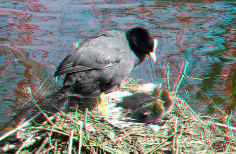 nest Meerkoeten Rotterdam 3D anaglyph stereo