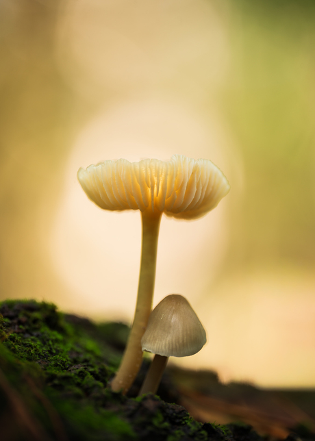De gebroeders Mycena