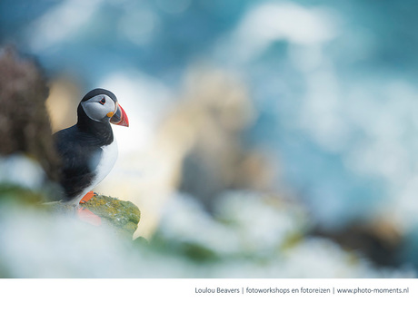 Bokeh puffin