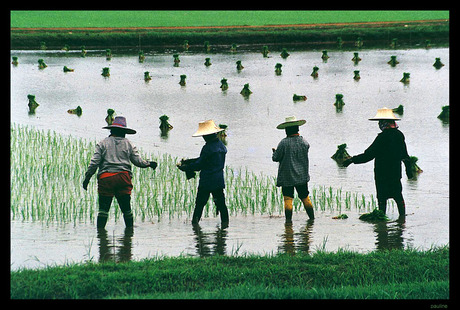 Rijstplanters in Thailand