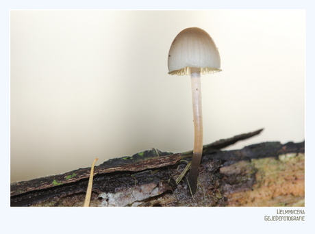 Helm mycena