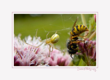 Klein spinnetje met grote prooi