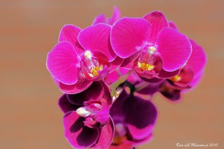 Mini Orchidee