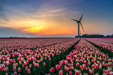 Tulpen in Flevoland