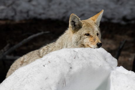 Coyote in de sneeuw