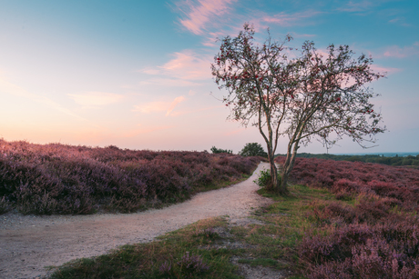 Paarse heide op de Posbank