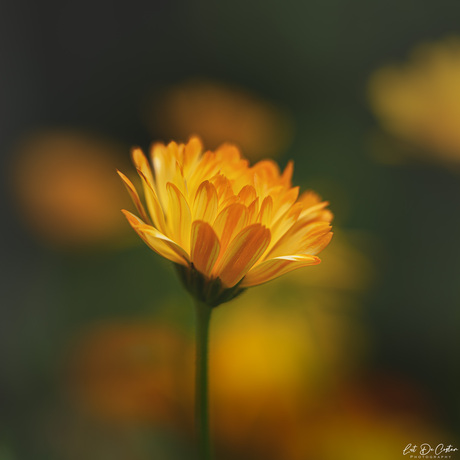 Goudsbloem - Calendula 