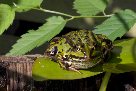 Groene Kikker